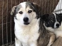 Yuki, Gnadenplatz gesucht