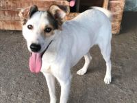 Lupus, zurückhaltend und freundlich