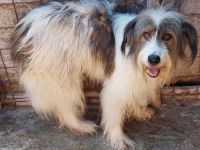 Rocky, mag es gerne ruhig