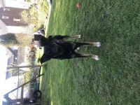 Liebevolle Schäferhund Mix Hündin