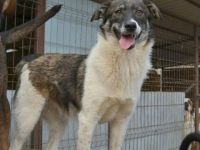 liebe,kastrierte Jess lebt im Innenhof in Rumänien und muss nun in den Zwinger rein;wir suchen ein H