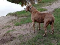 Älterer Herr sucht ein neues Zuhause