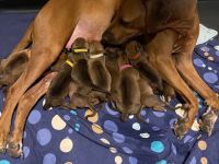 Rhodesian Ridgeback Welpen - reinrassig