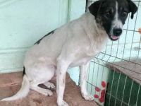 Luke, freundlich aber sehr ängstlich