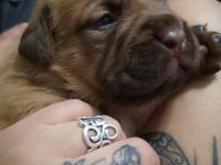 Bordeaux Doggen Welpen