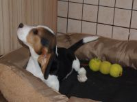 Beagle Welpen 2 Rüden