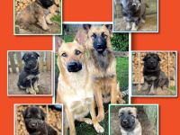 Altdeutsche Schäferhundmischlingswelpen aus liebevoller Verpaarung