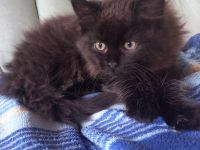 Sibirische-Waldkatze