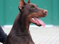 La Curiosa kennel in Ungarn