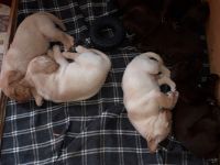 Reinrassige Labradorwelpen