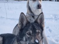 Schäferhund Husky Mix  Welpen