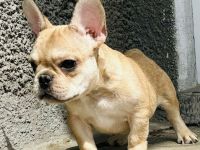 zauberhafter Französischer Bulldog