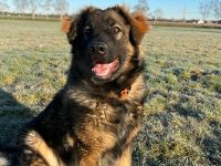 Germanischer Bärenhund sucht Zuhause