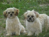 Shih Tzu Welpen abgabebereit