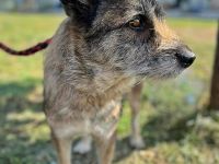 Mila, ein Oldie wartet auf eine Chance