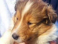 Collie Welpen aus 60 Jahren Zucht