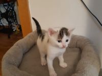 Babykitten Mischling