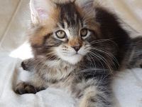 Ein ideales Kätzchen für die ganze Familie, MAINE COON KITTEN