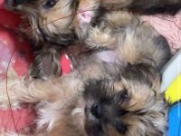 Verkaufe mein shih tzu und Yorkie Mischung