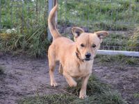 Bjarne, sehr freundlicher, süßer Hundemann sucht Körbchen forever