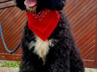 Sheepadoodle Bobtail&Pudel