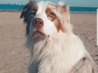 !Deckrüde! Australian Shepherd Red Merle