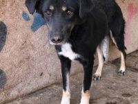 Chicco, muss erst Vertrauen aufbauen