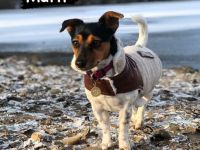 Jack Russel Welpen reinrassig, kurzhaar, kurzbeinig