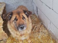 Alf, ein freundlicher Oldie