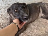 Blake, Schnauzer-Mix