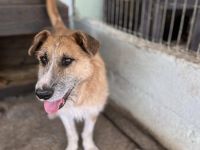 Charly, lieb und sozial