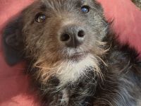 Leadsängerin sucht Band