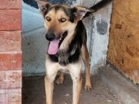 Jack(1), freundlicher Schäfi-Mix