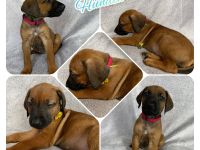 Wunderschöne Rhodesian Ridgeback Welpen
