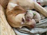 Reinrassige Labrador Welpen zu vermitteln