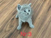 5 Reinrassige BKH blau Babys