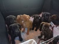 Süße Hundewelpen suchen ein neues Zuhause