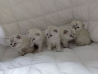 BKH - Britisch Kurzhaar Kitten