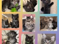 Wunderschöne reinrassige Maine Coon Kitten