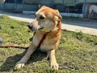 Bobby, sensibel und unsicher