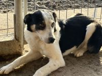 Sam, ängstlich und unsicher