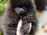 Pomeranian spitz