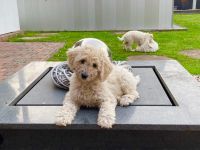 Großpudel Königspudel Pudel Welpen