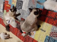 Taisiam Kitten 2 Monate alt