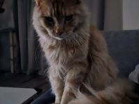 Mainecoon Creme kastriert