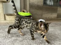 Bengalische Kater mit Stammbaum zu verkaufen.