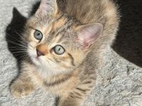 BKH  Kitten Stammbaum, geimpft,Chipt, Gesundheitszeunis