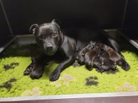 Staffordshire Bullterrier