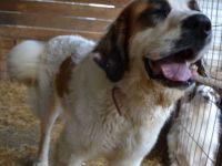 liebe,kastrierte Lisa, geb.10.11.2020, sucht ein Heim wo sie artgerecht leben darf