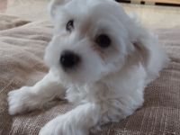 Malteser Welpe